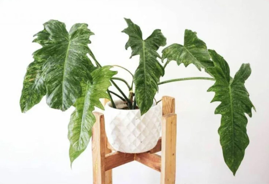 Филодендрон Голден дракон