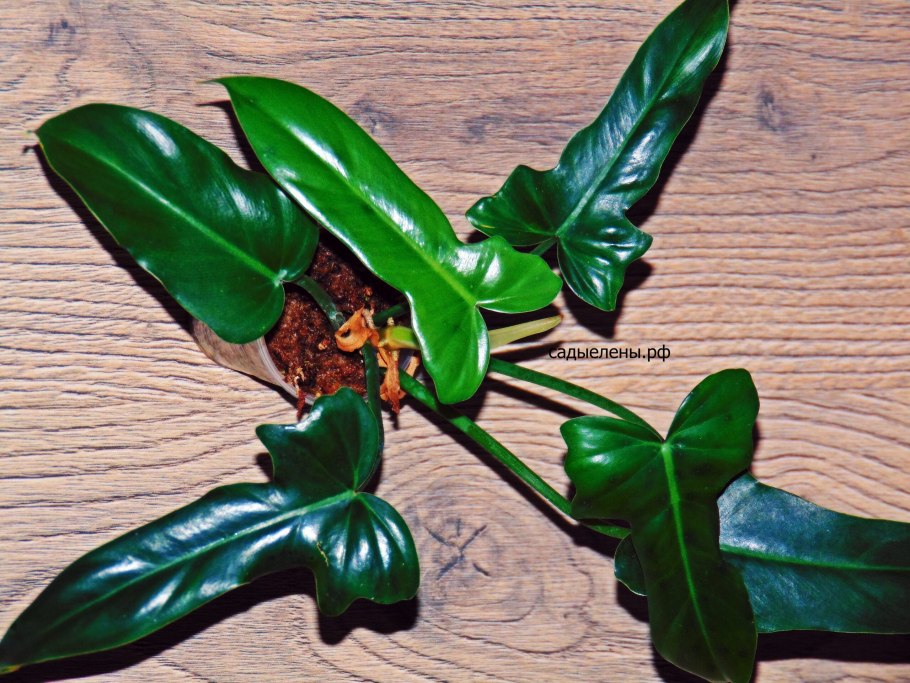Филодендрон лайм
