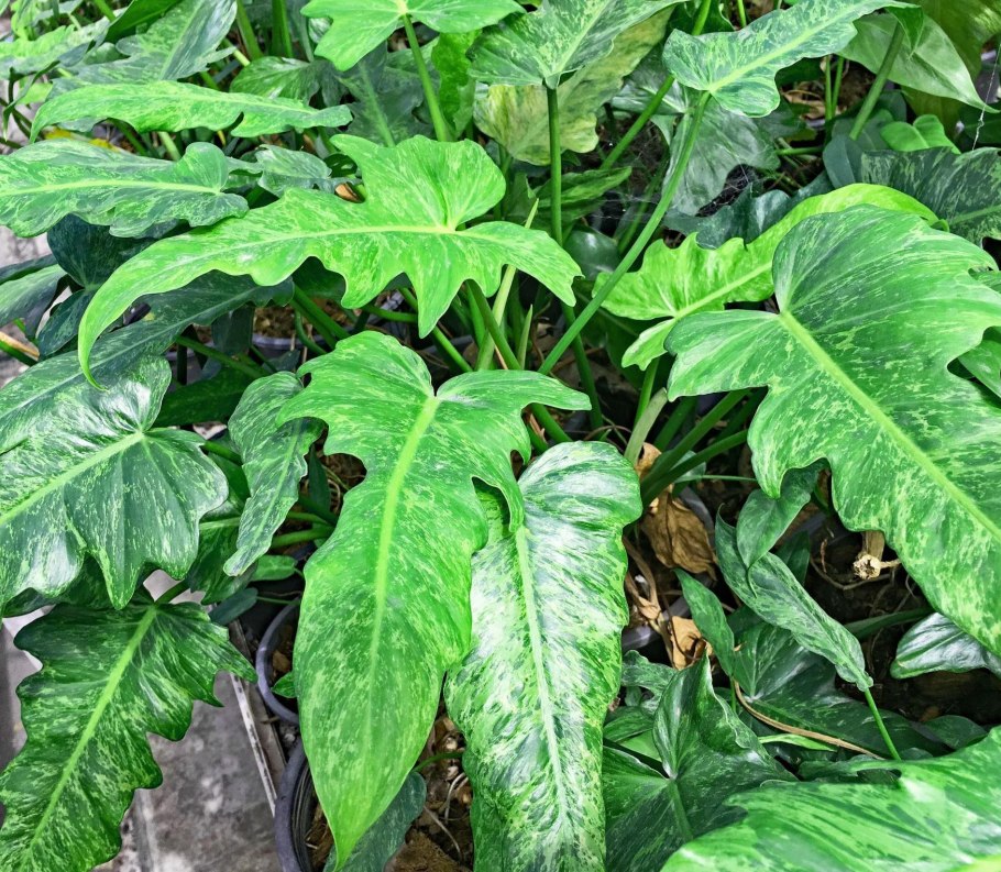 Филодендрон Магнификум