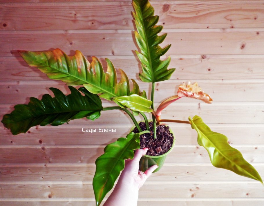 Филодендрон Голд дракон фото