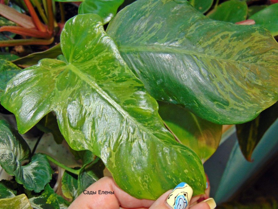 Филодендрон Снежная Королева