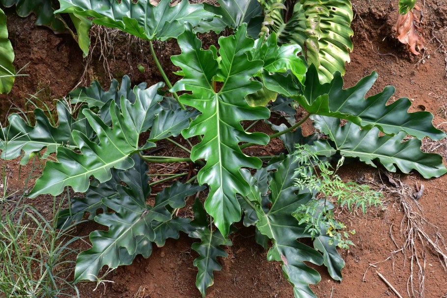 Филодендрон erubescens Grey