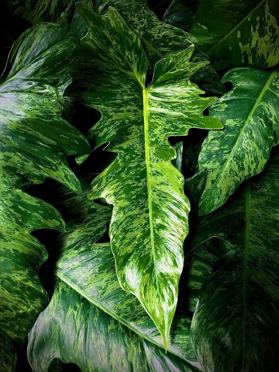 Филодендрон Лайт Еллоу