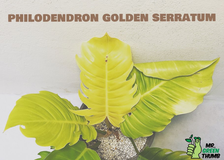 Монстера Минима Рафидофора