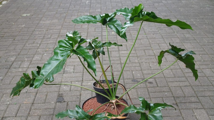 Филодендрон goeldii var