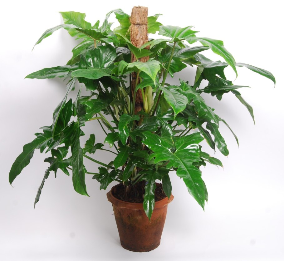 Филодендрон драгон Тейл