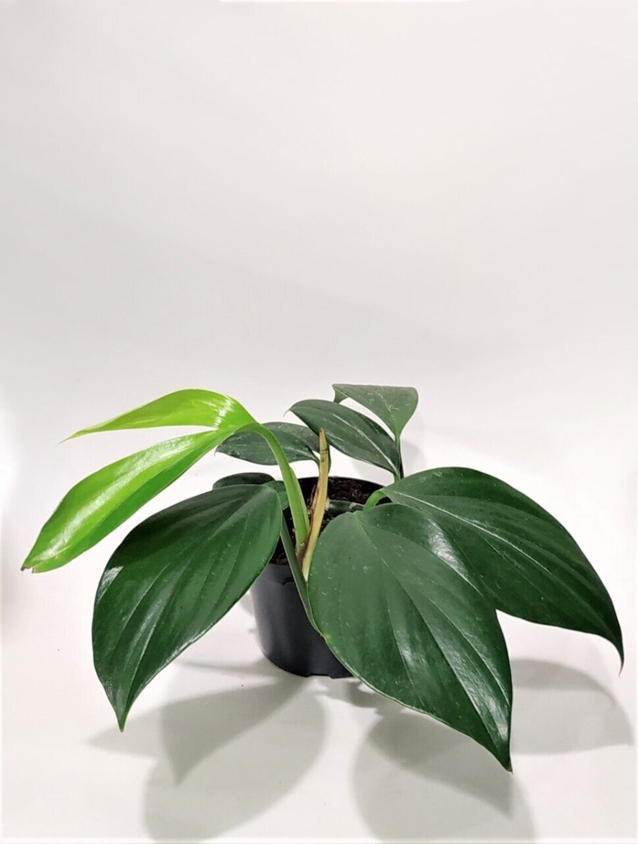 Филодендрон драгон