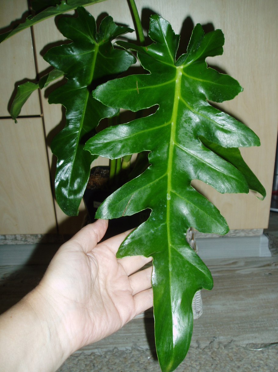 Филодендрон Голден дракон Golden Dragon