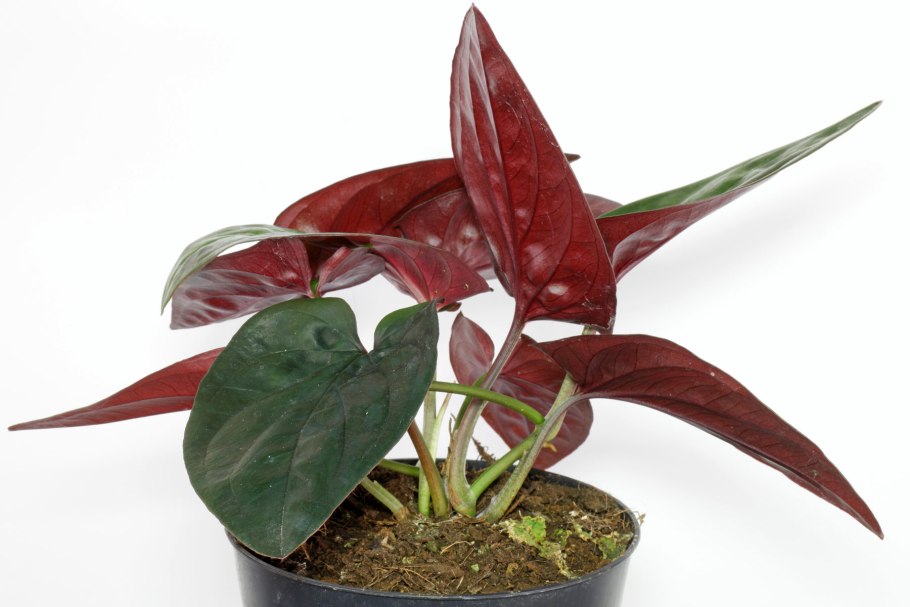Сингониум erythrophyllum red arrow