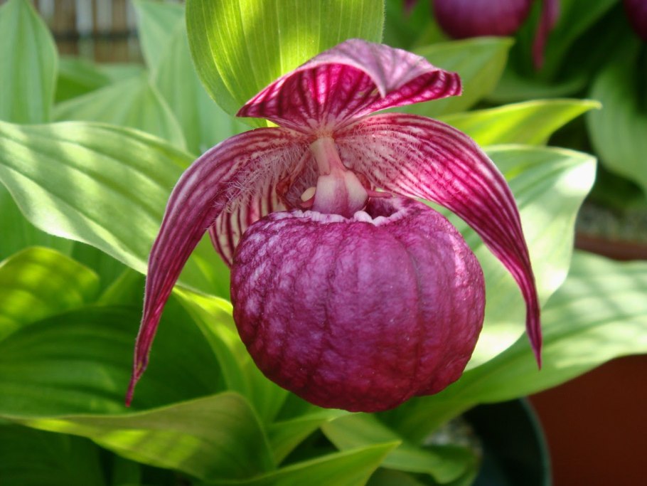 Венерин башмачок - Cypripedium