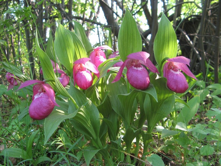 Ботаникал Гарден Иркутск