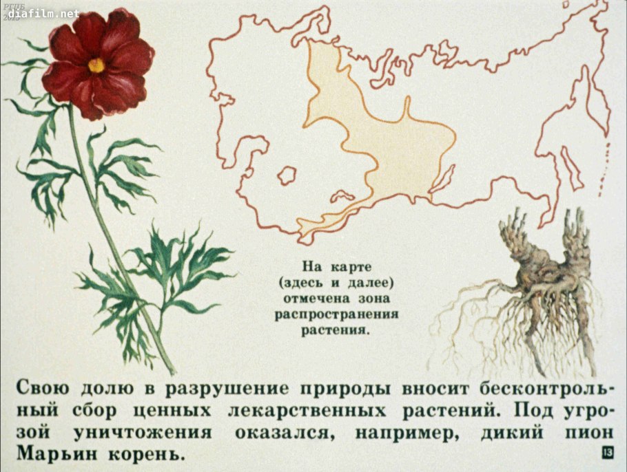 Растения красной книги России