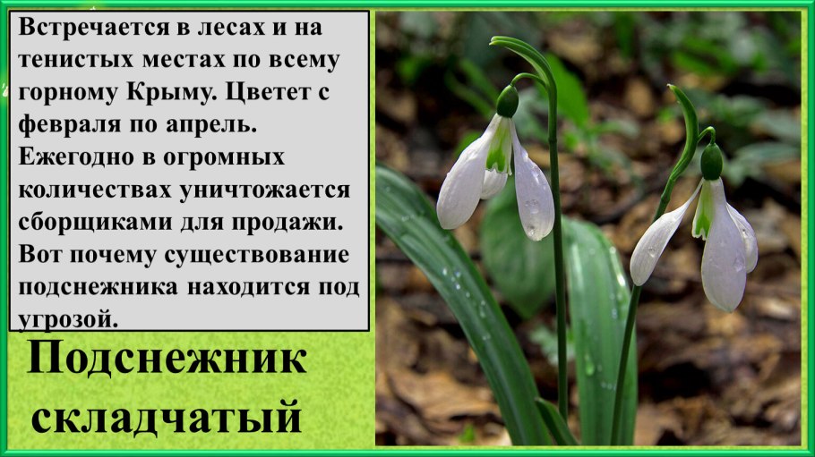 Подснежник складчатый красная книга Крыма