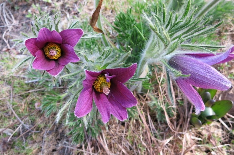 Прострел обыкновенный rubra