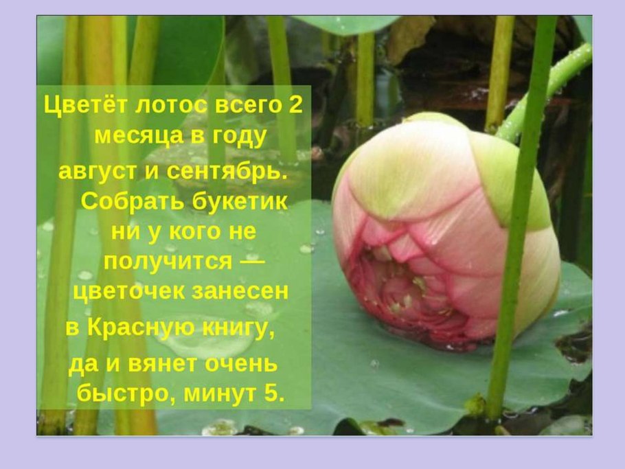 Рассказ о лотосе