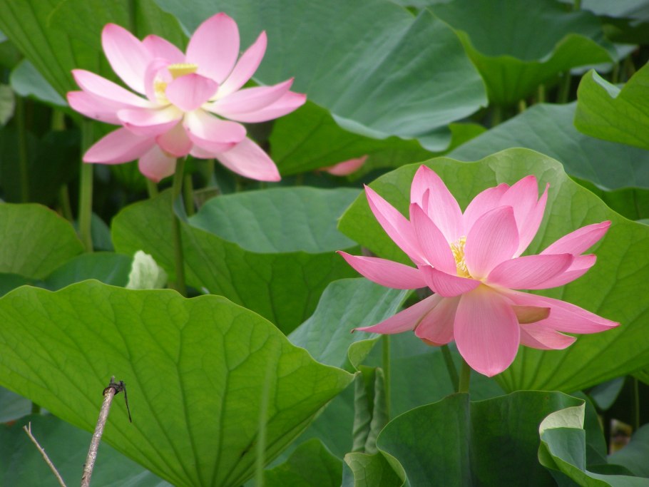 Краснокнижный Лотос Приморского края