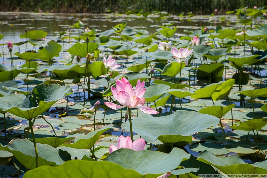 Лотос орехоносный Калмыкия