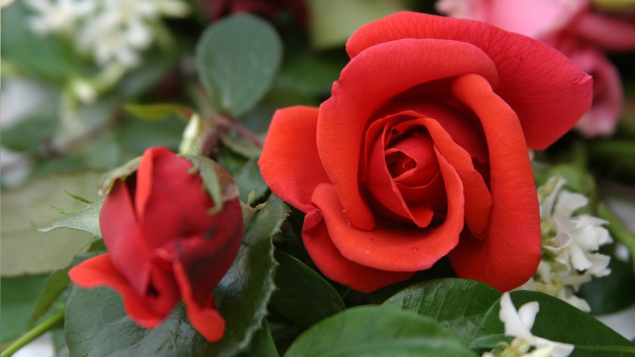 Rosaceae семейство