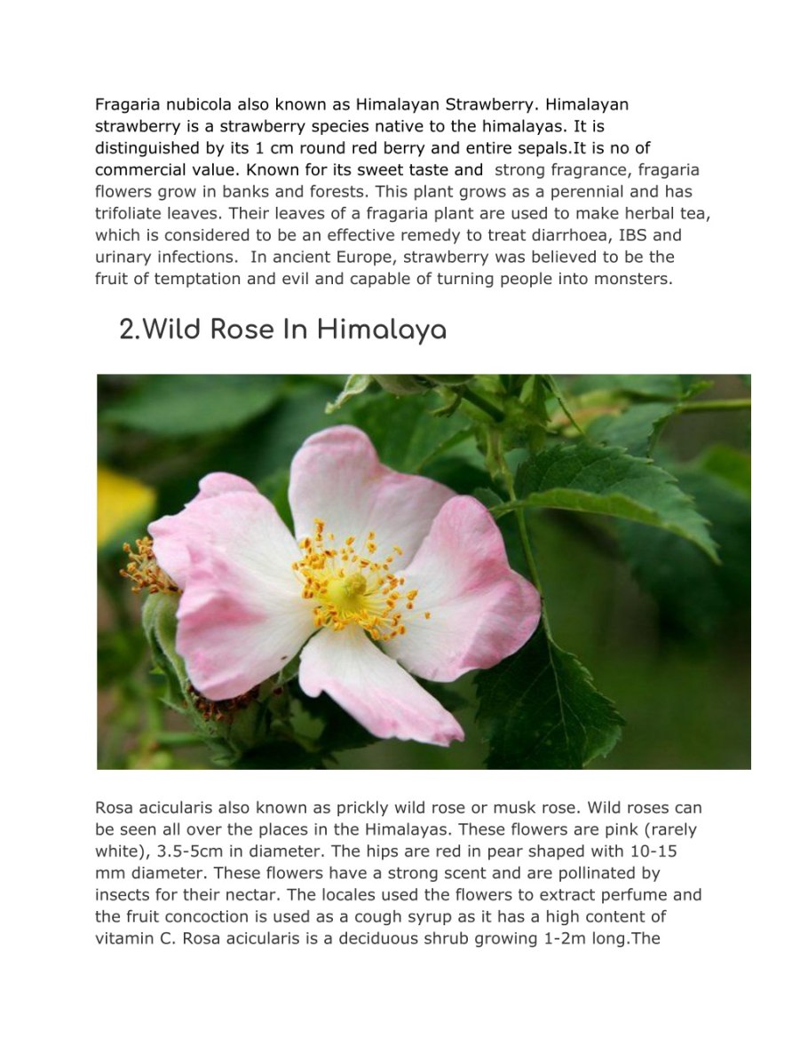 Rosaceae семейство