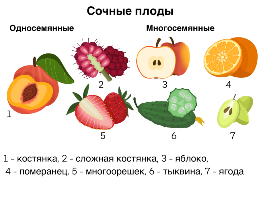 Rosaceae семейство