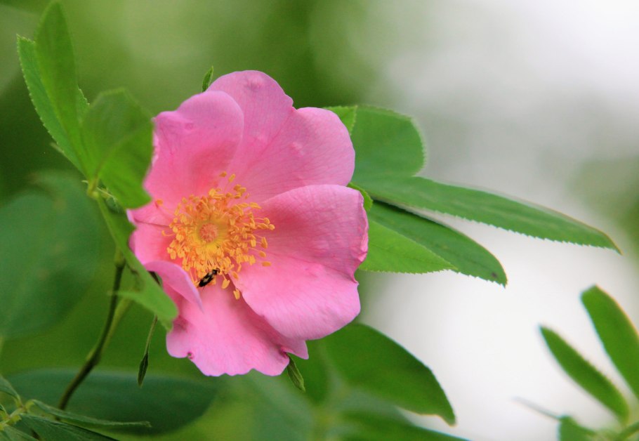 Rosaceae Розоцветные