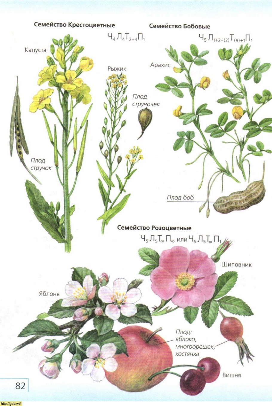 Шиповник собачий — Rosa Canina l.