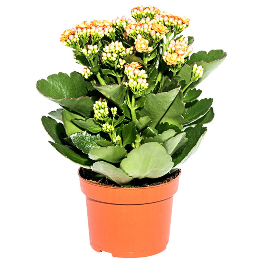 Каланхое «каландива» микс