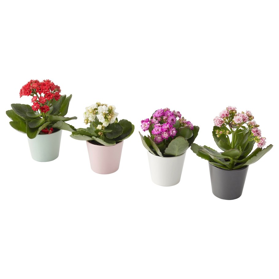 Kalanchoe цветок ikea