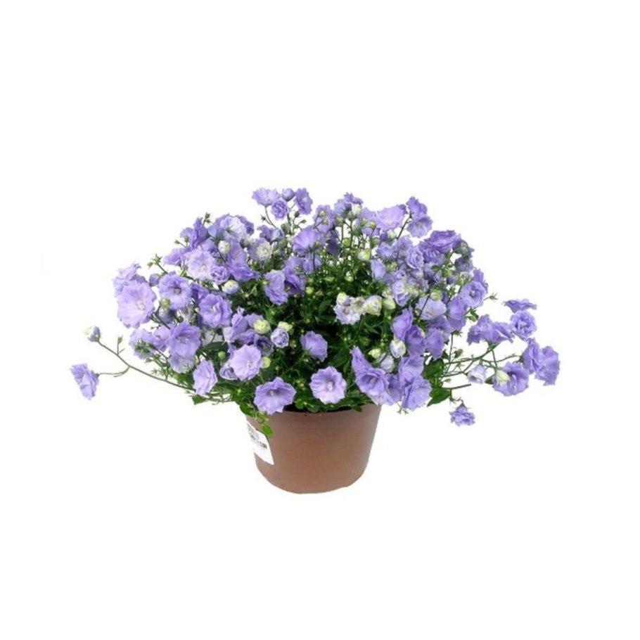 Кампанула махровая