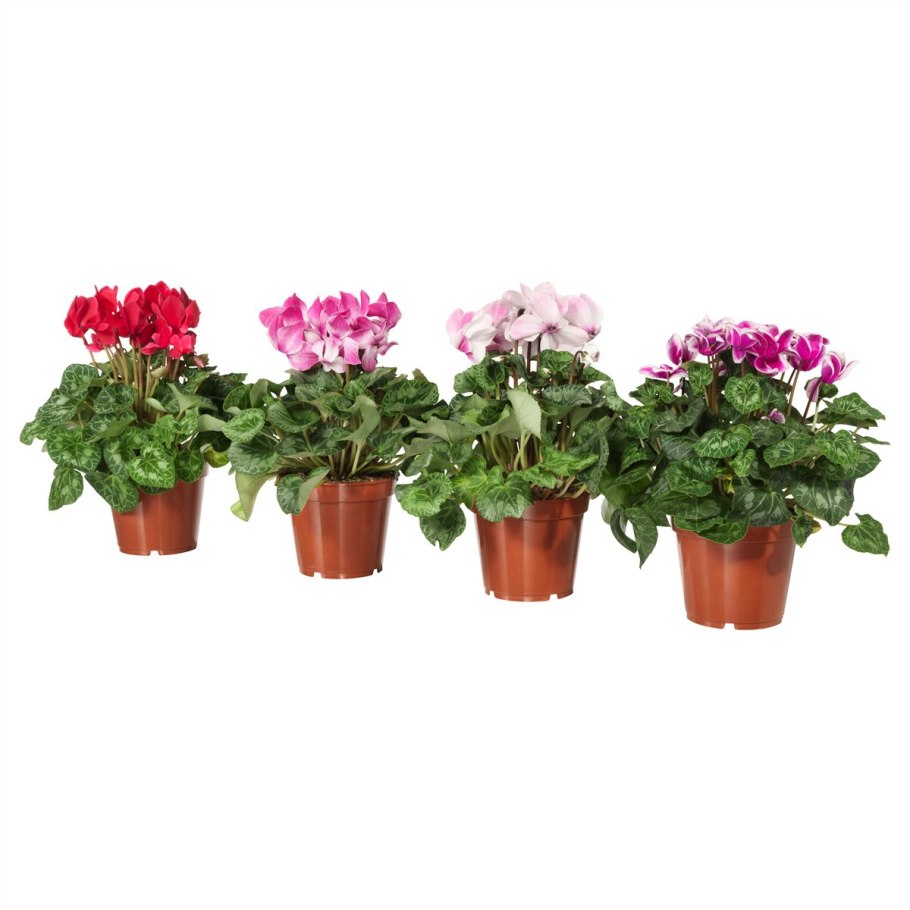 Мелкие цветочки в горшке