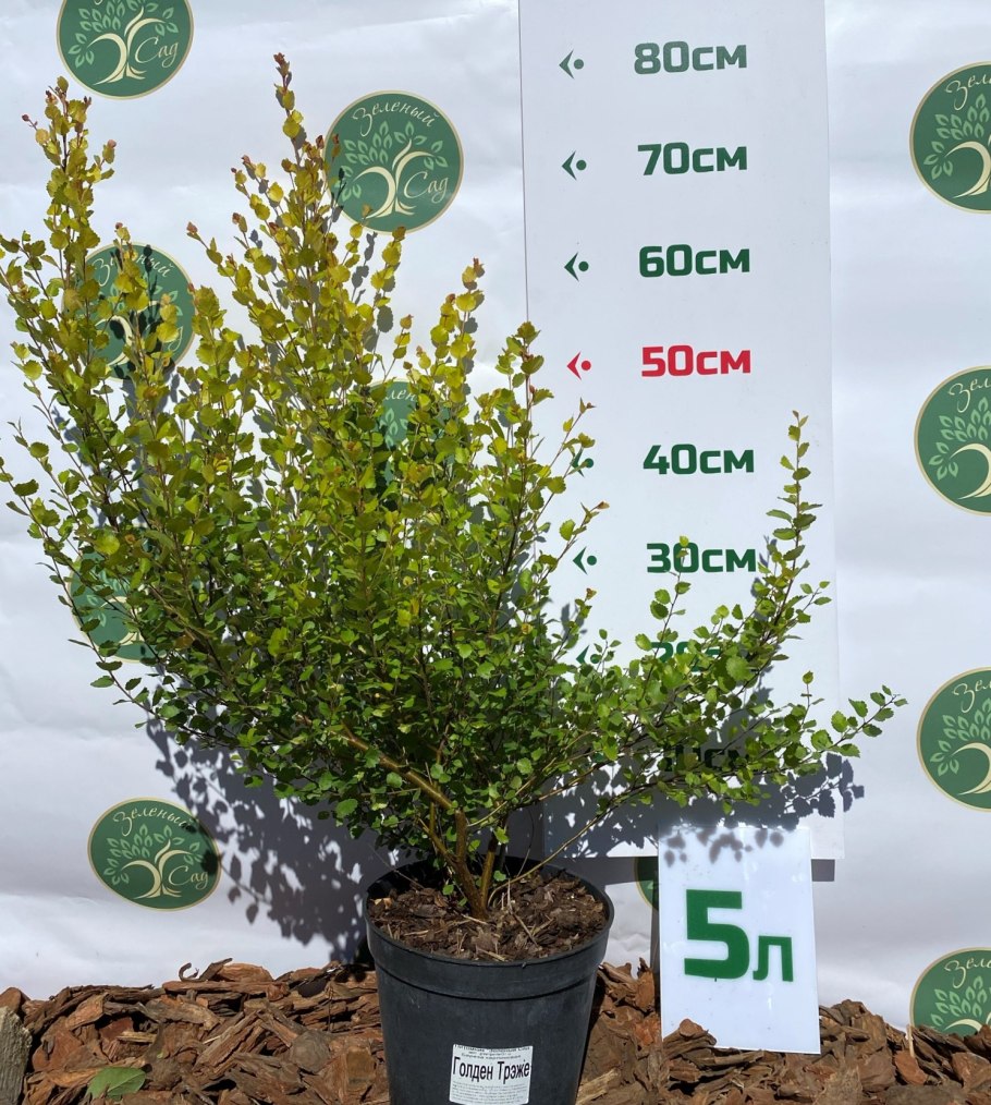 Барбарис Тунберга tiny Gold