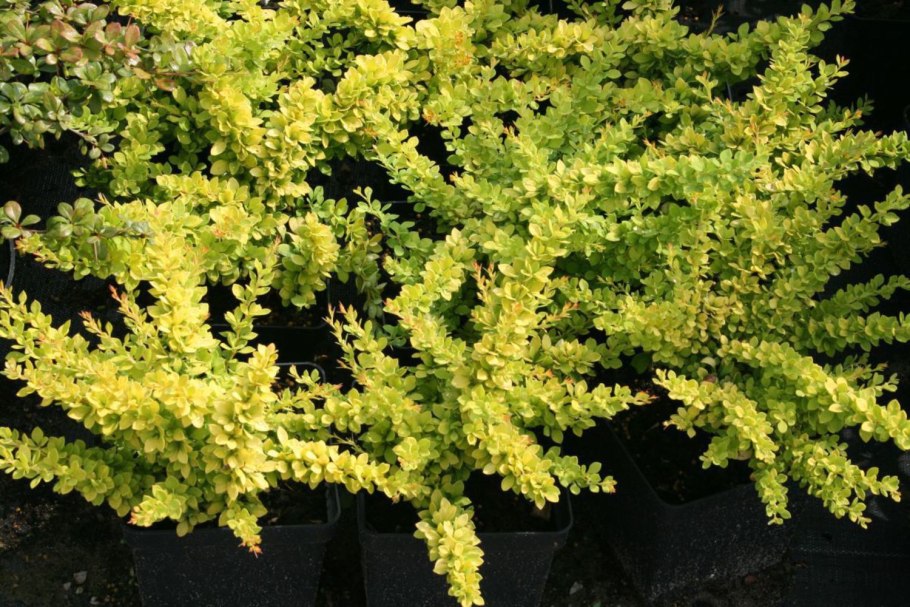 Спирея Голден принцесс бордюр