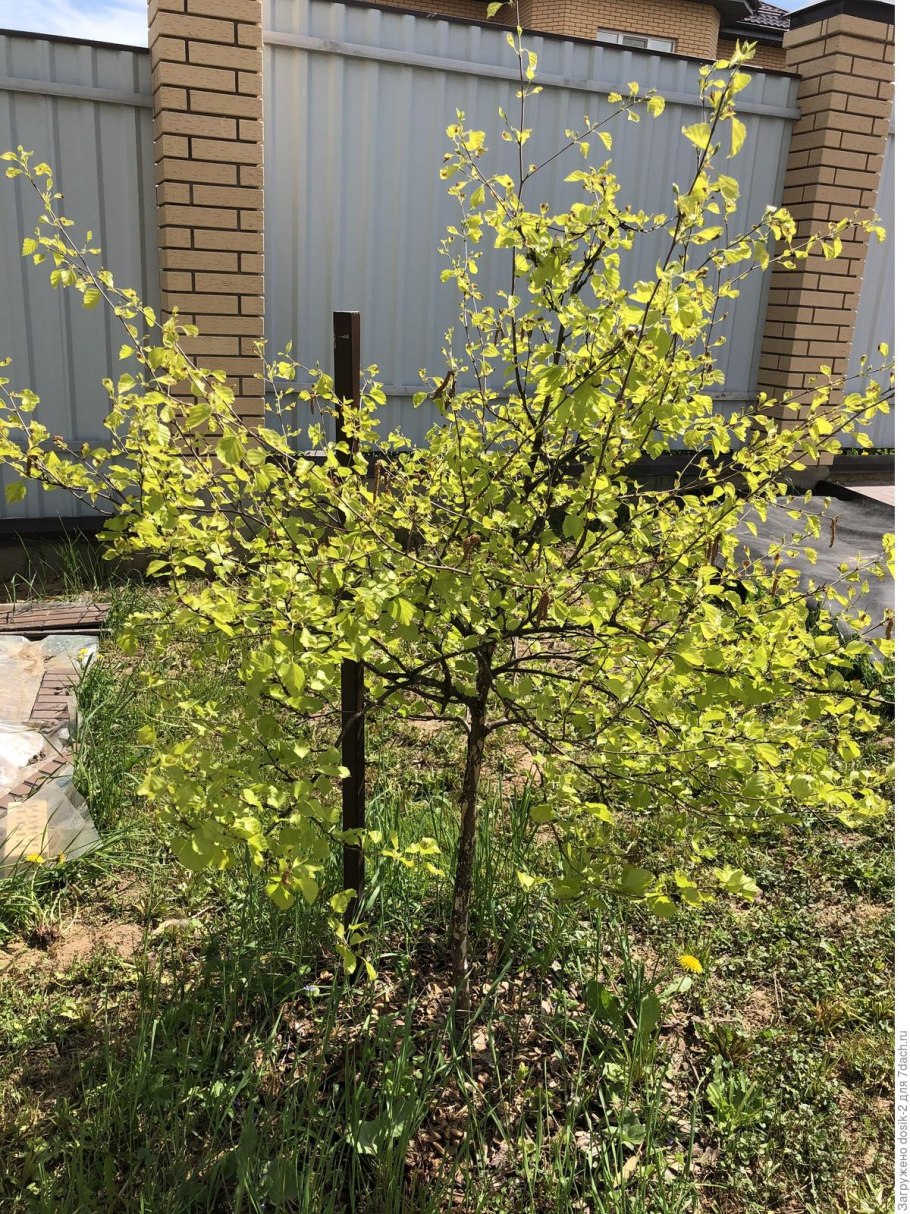 Барбарис Тунберга Ауреа Маргината