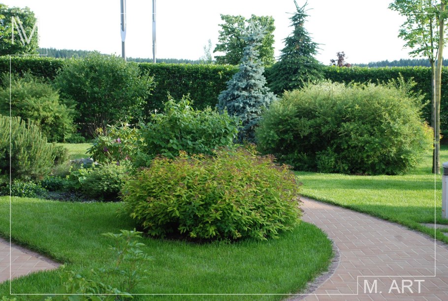 Ясень обыкновенный Пендула