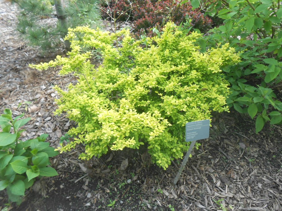 Береза повислая Betula pendula “Youngii”