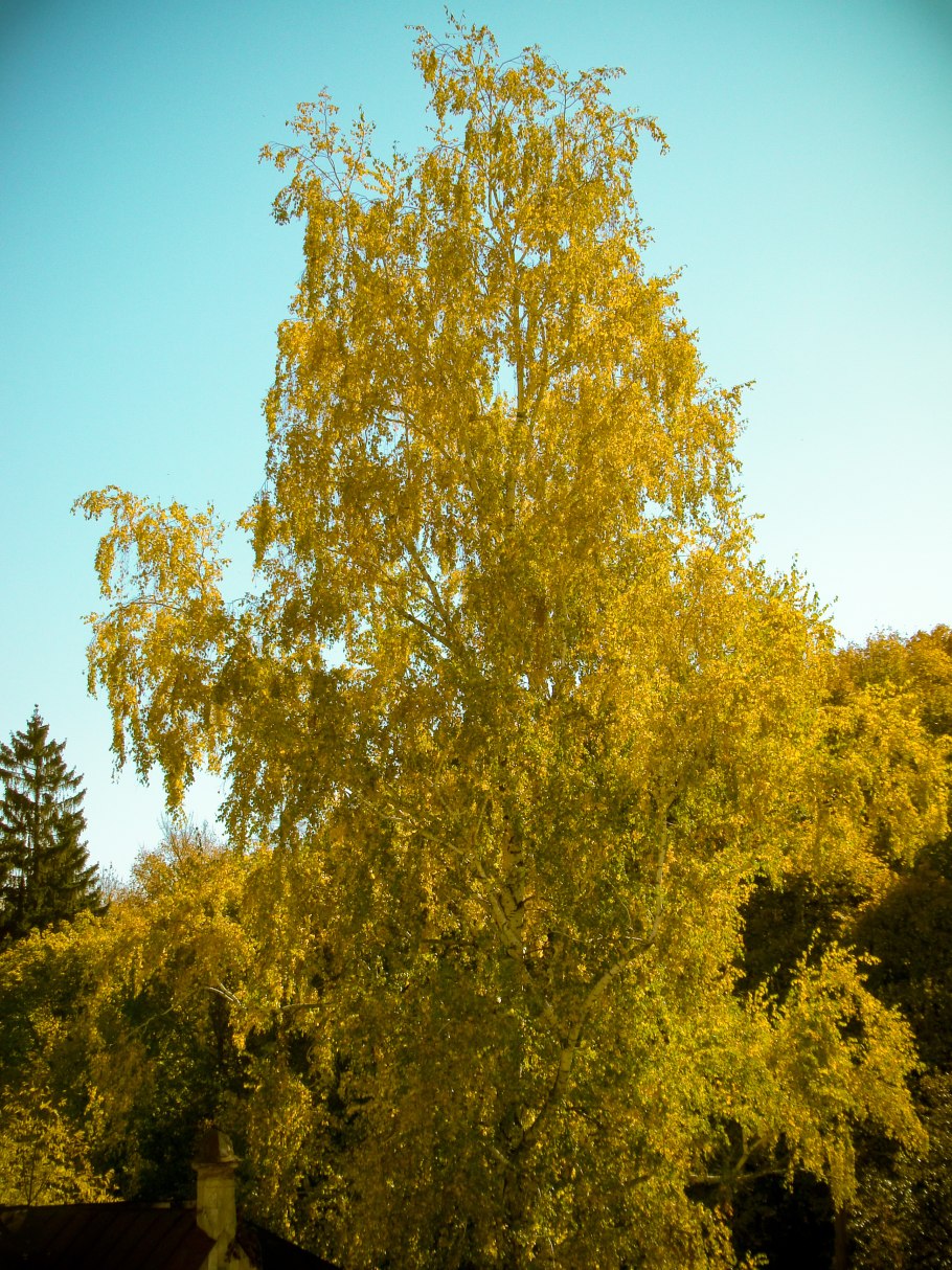 Берёза карликовая Golden Treasure