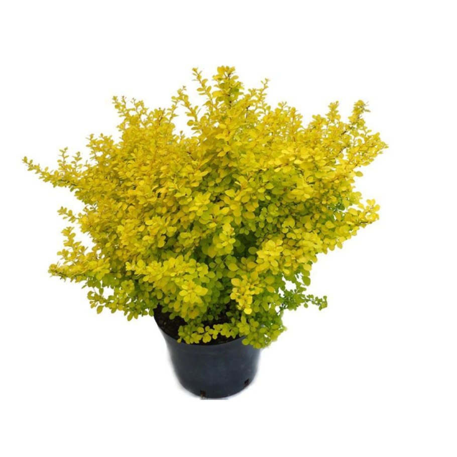 Дерен белый Элегантиссима