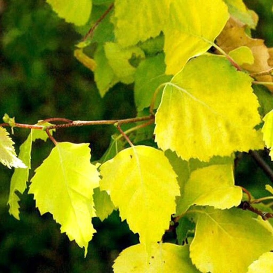 Береза карликовая Голден Треже