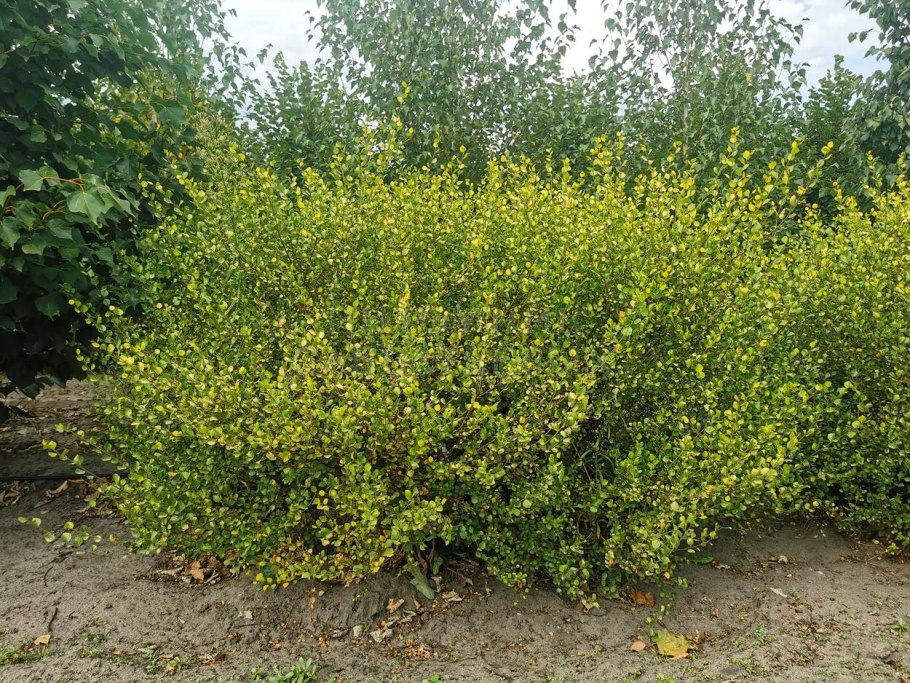 Туя Восточная Ауреа