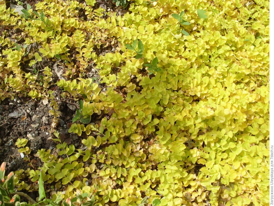 Бирючина карликовая золотистая