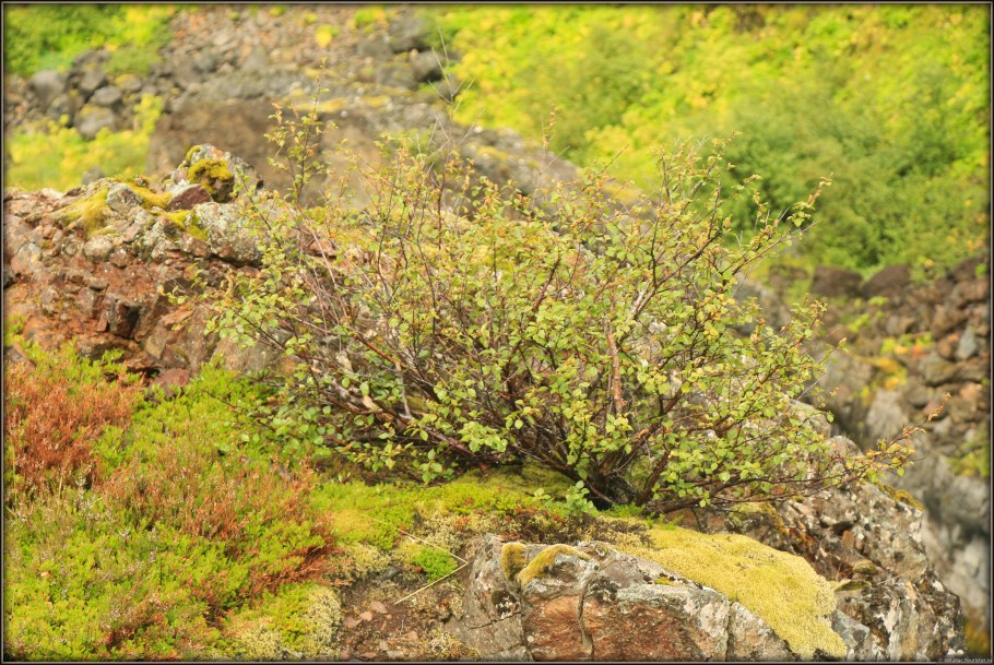 Береза Betula Nana Golden Treasure
