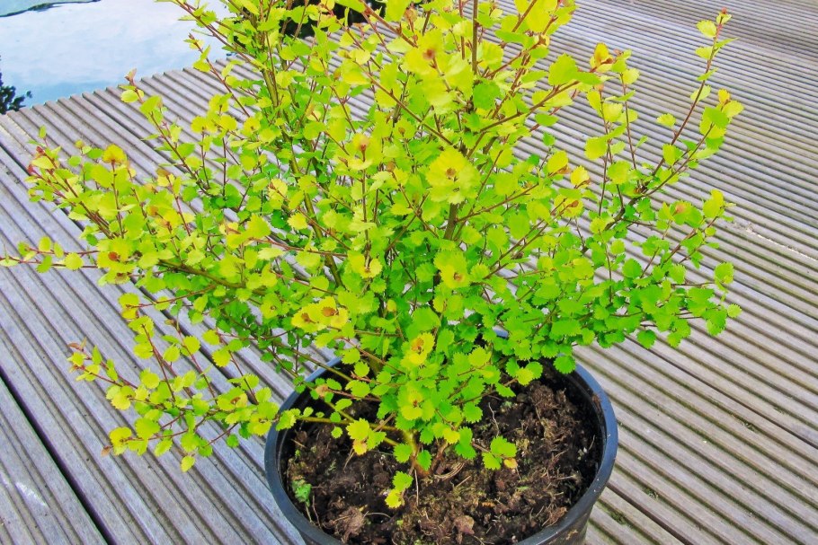 Spiraea japonica Goldmound