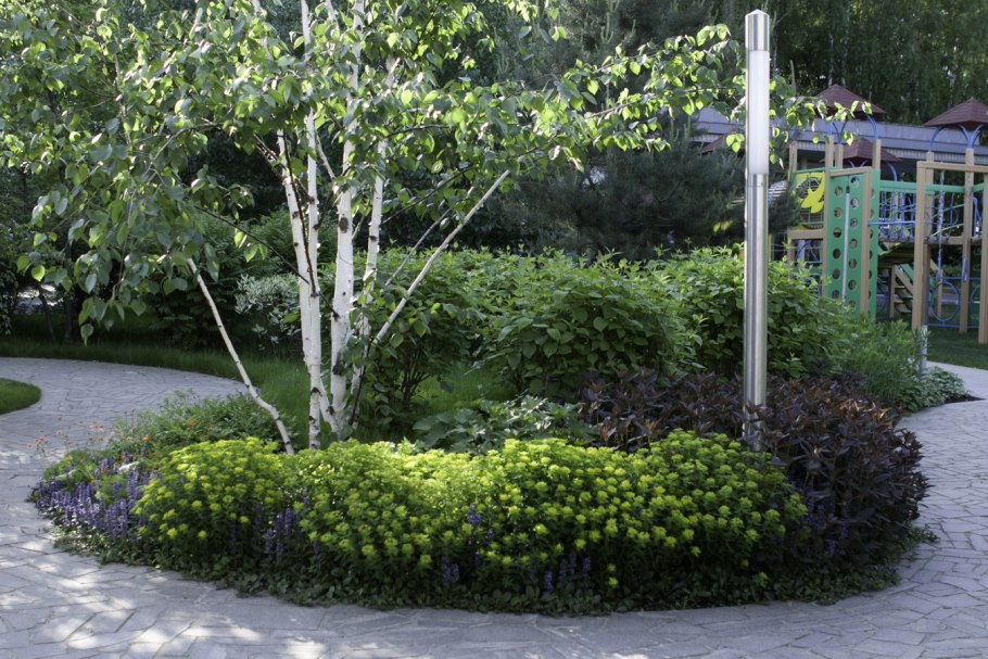 Береза повислая 'Golden Triumph'