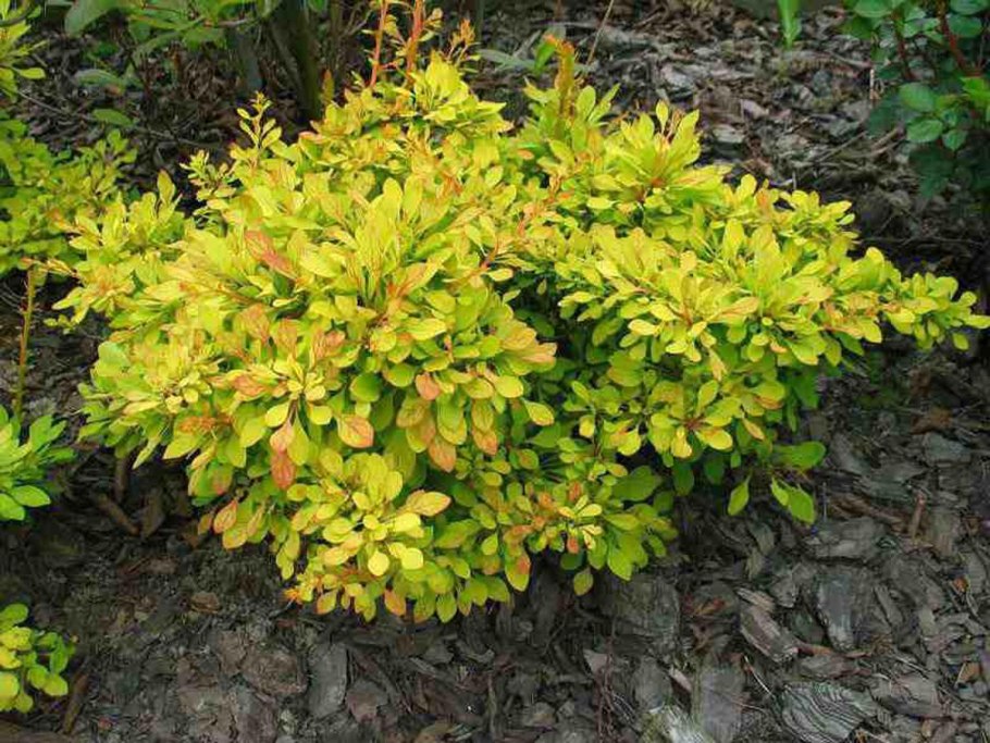 Ива Вавилонская Тортуоза