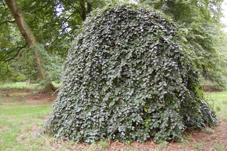 Хвойники сосна можжевельник