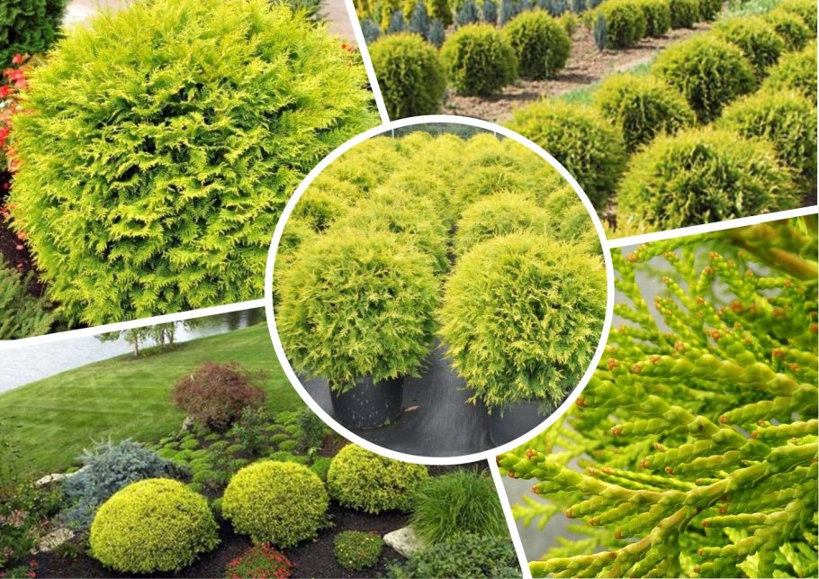 Туя Западная Даника диаметр кроны