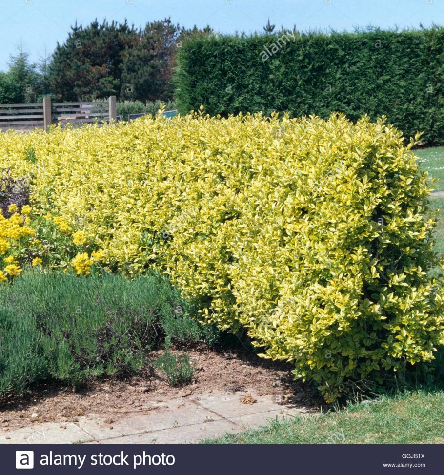 Карликовая береза Ямал