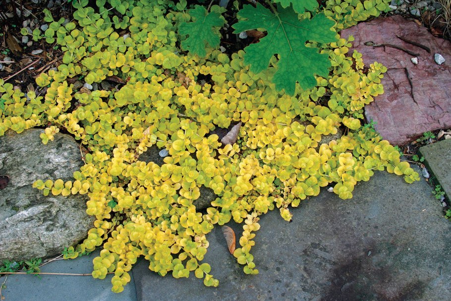 Дерен белый, пузыреплодник сирень береза