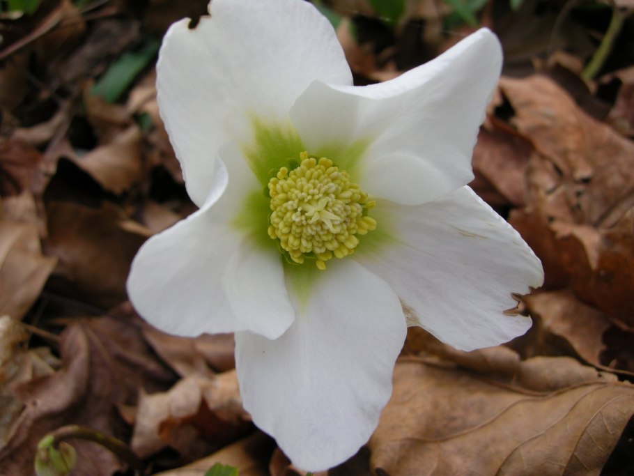 Морозник (Helleborus) кавказский