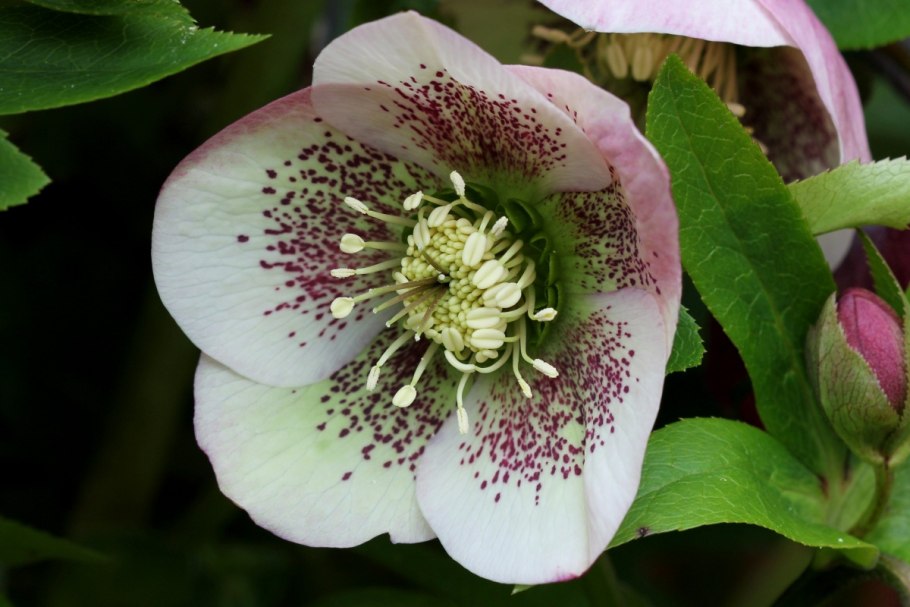 Морозник (Helleborus) Ботаническая иллюстрация